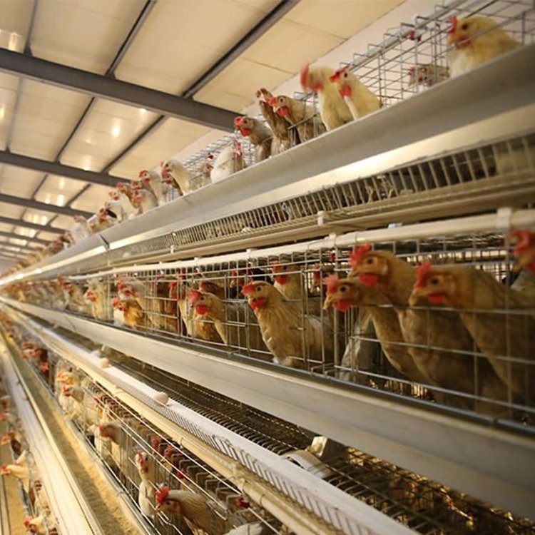 Modern Design H Type 4 Tiers Automatic Egg Poultry Farms Battery Layer Chicken Cages Raising Farming Equipment in Africa