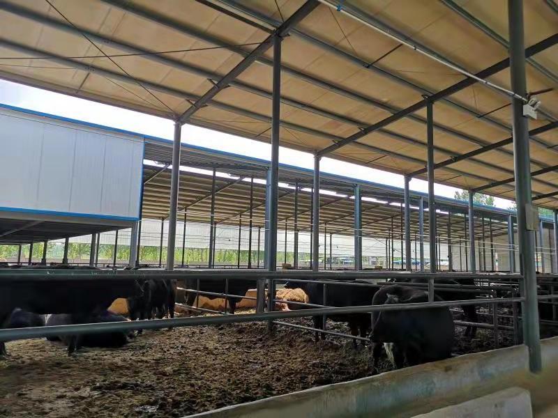 Steel Structure CowShed Prefabricated Dairy Cow Cattle Farm Shed Barns Building Bangladesh