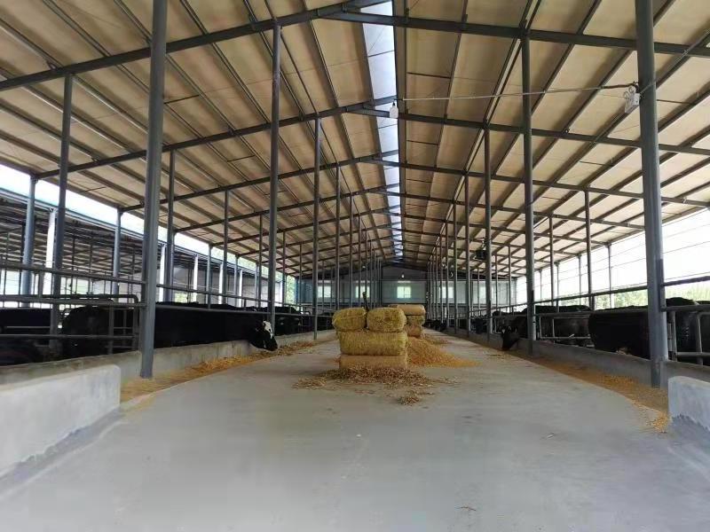 Fast Construction Prefab Light Building Steel Structure Cattle Sheep Shed For Sale