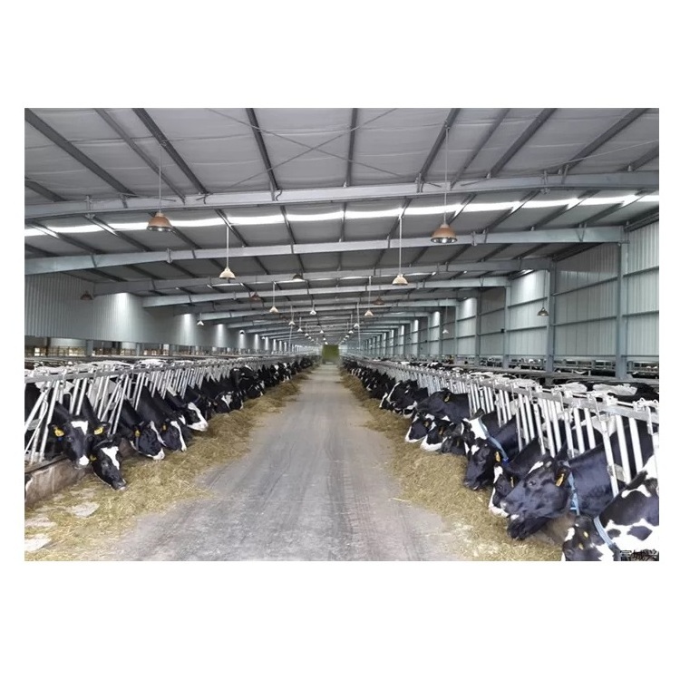 Light Metal Building Construction Cheap Prefab Steel Structure Cow Barn Design