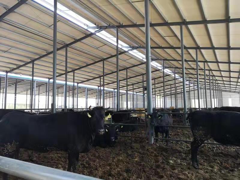 Fast Construction Prefab Light Building Steel Structure Cattle Sheep Shed For Sale