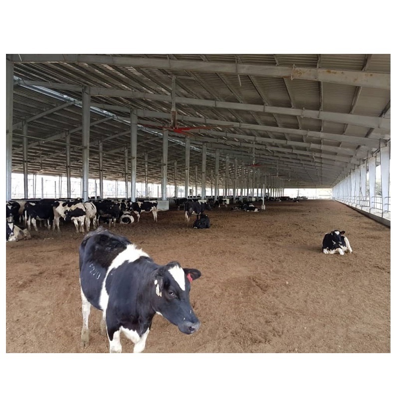 Fast Construction Low Cost Prefab Light Steel Structure Cattle Cow Goat Sheep Pig Shed For Sale