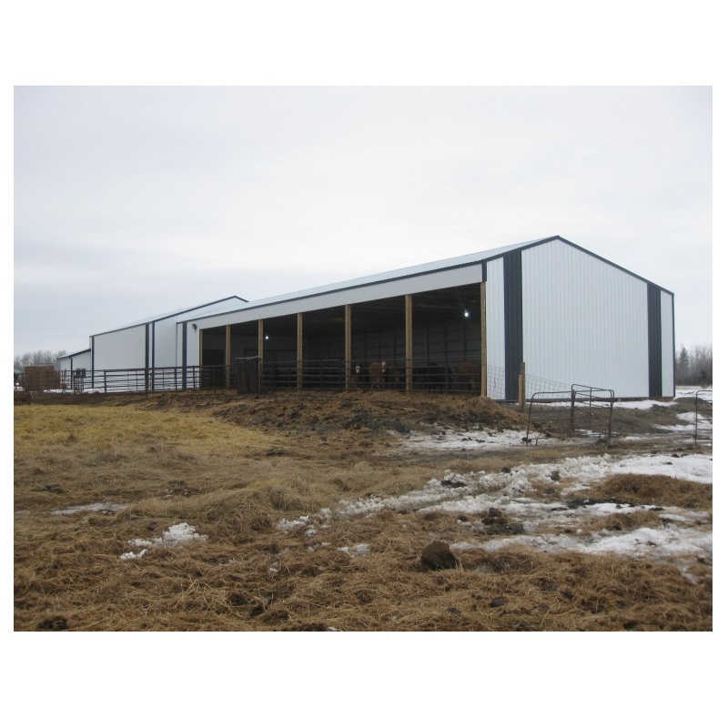 Steel Structure CowShed Prefabricated Dairy Cow Cattle Farm Shed Barns Building Bangladesh