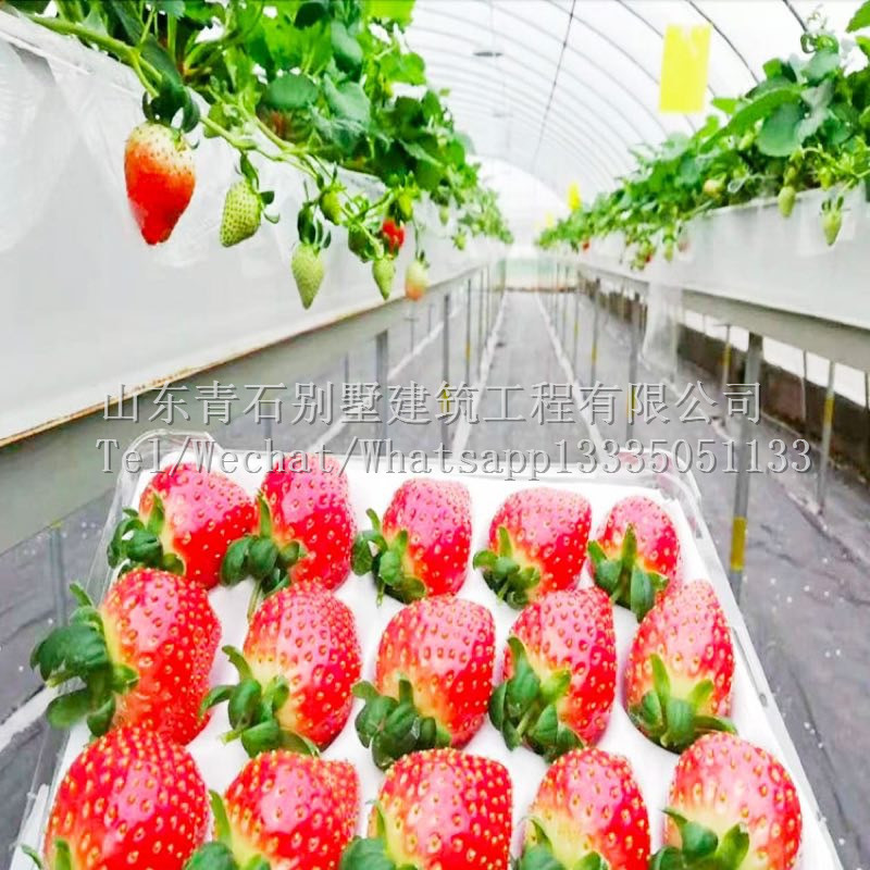 Commercial Strawberry Planting Gutter Hydroponic Growing System