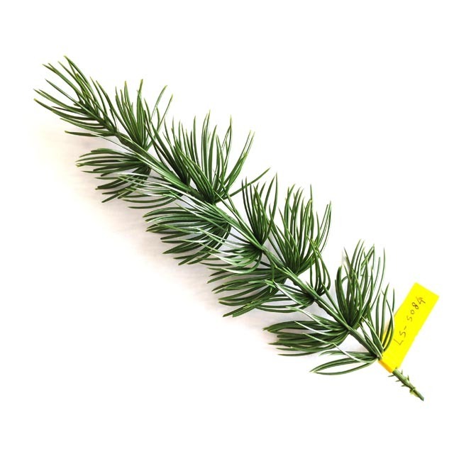 Wholesale Christmas Decoration Artificial Tree Branches for Christmas PE Pine Needles Branches For Picks