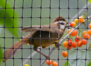 Factory Wholesale Garden Agricultural Plastic Green Anti-bird Net Bird Proof Mesh