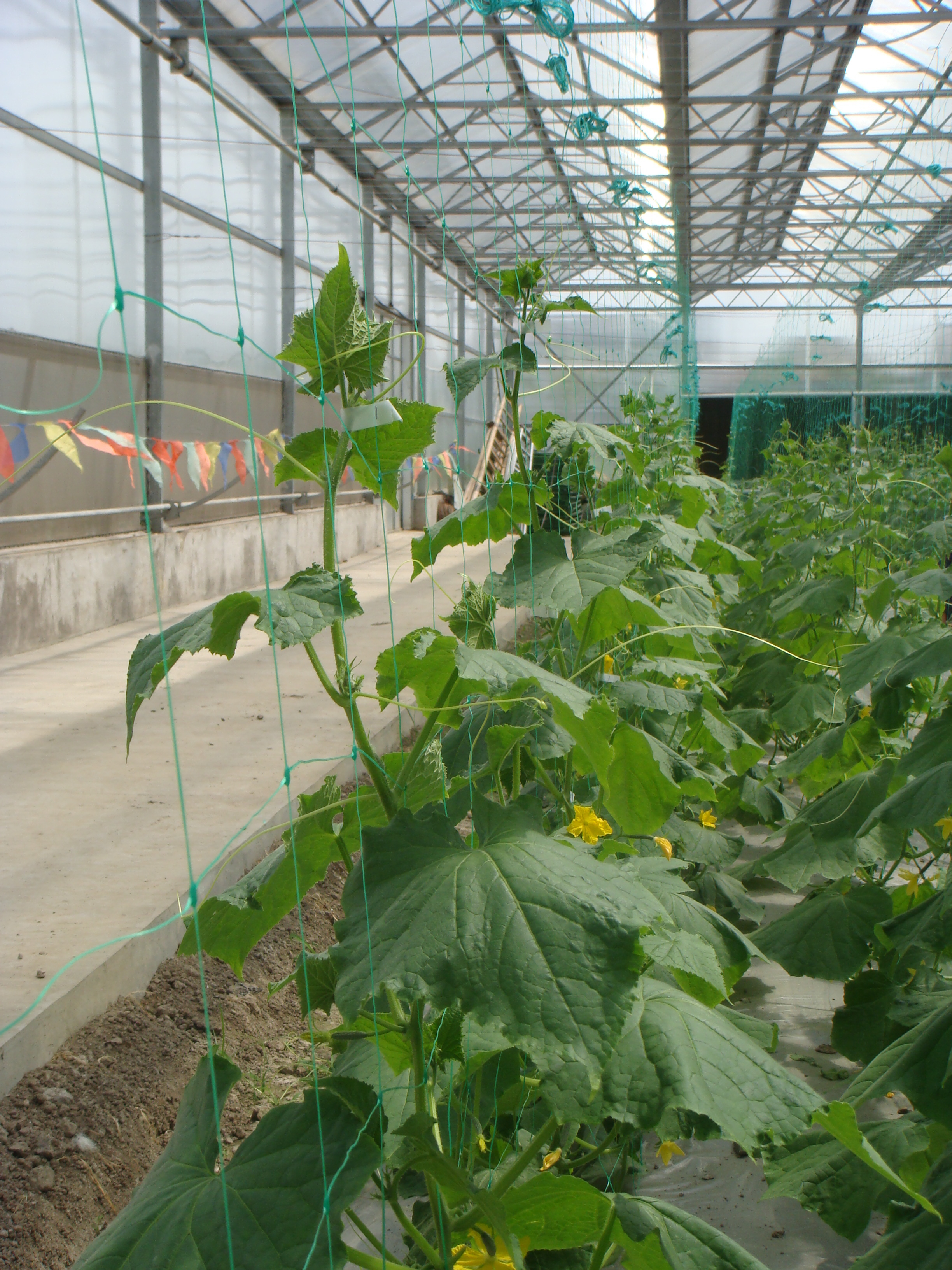 Agriculture  customized  Plastic polypropylene trellis netting  for cucumber