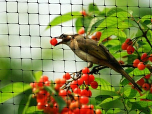 Factory Wholesale Garden Agricultural Plastic Green Anti-bird Net Bird Proof Mesh