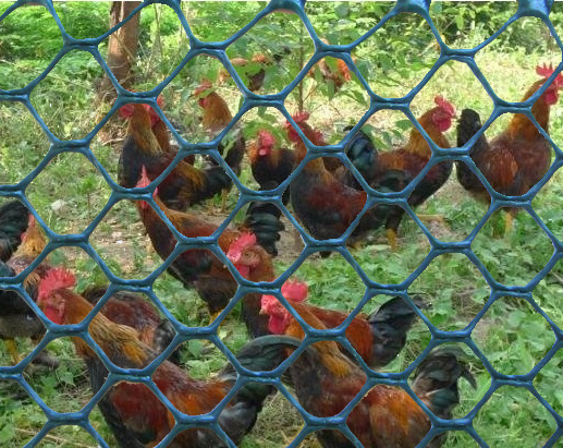 Plastic chicken poultry farm fence, protection chicken fence netting