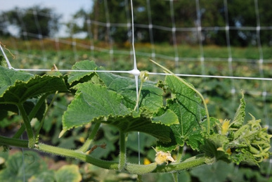 High Quality Green 130mm Plant Climbing Pea Cucumber Support Plastic Mesh Netting