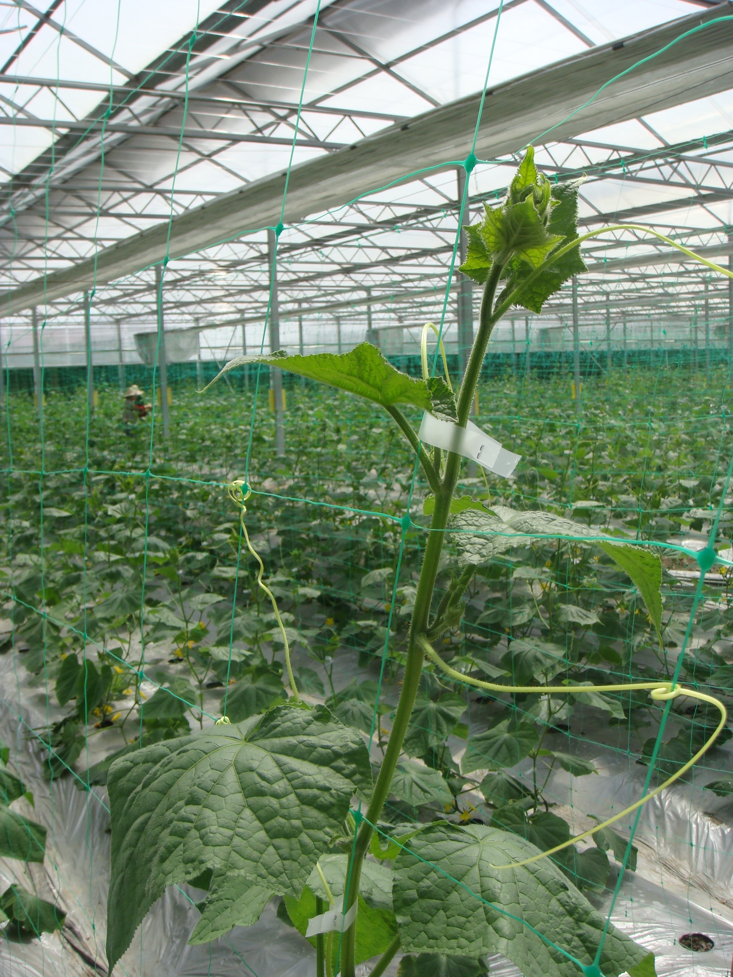 High Strength extruded plant trellis netting roll cucumber support net pea and bea climbing netting