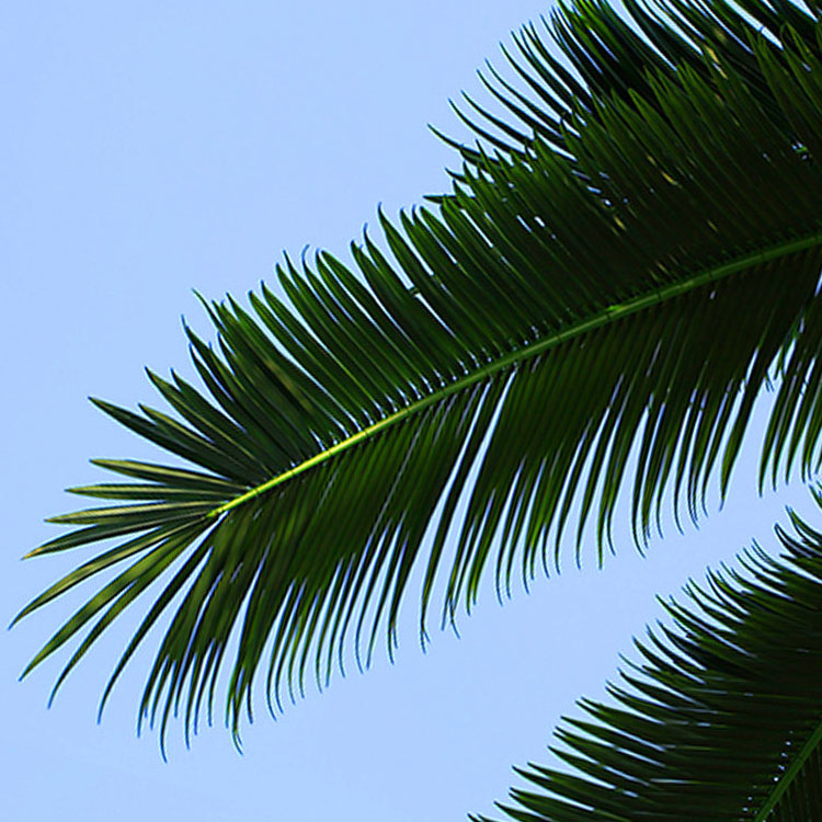 Giant Artificial Plants Trees King Palm Artificial Royal Palm Tree