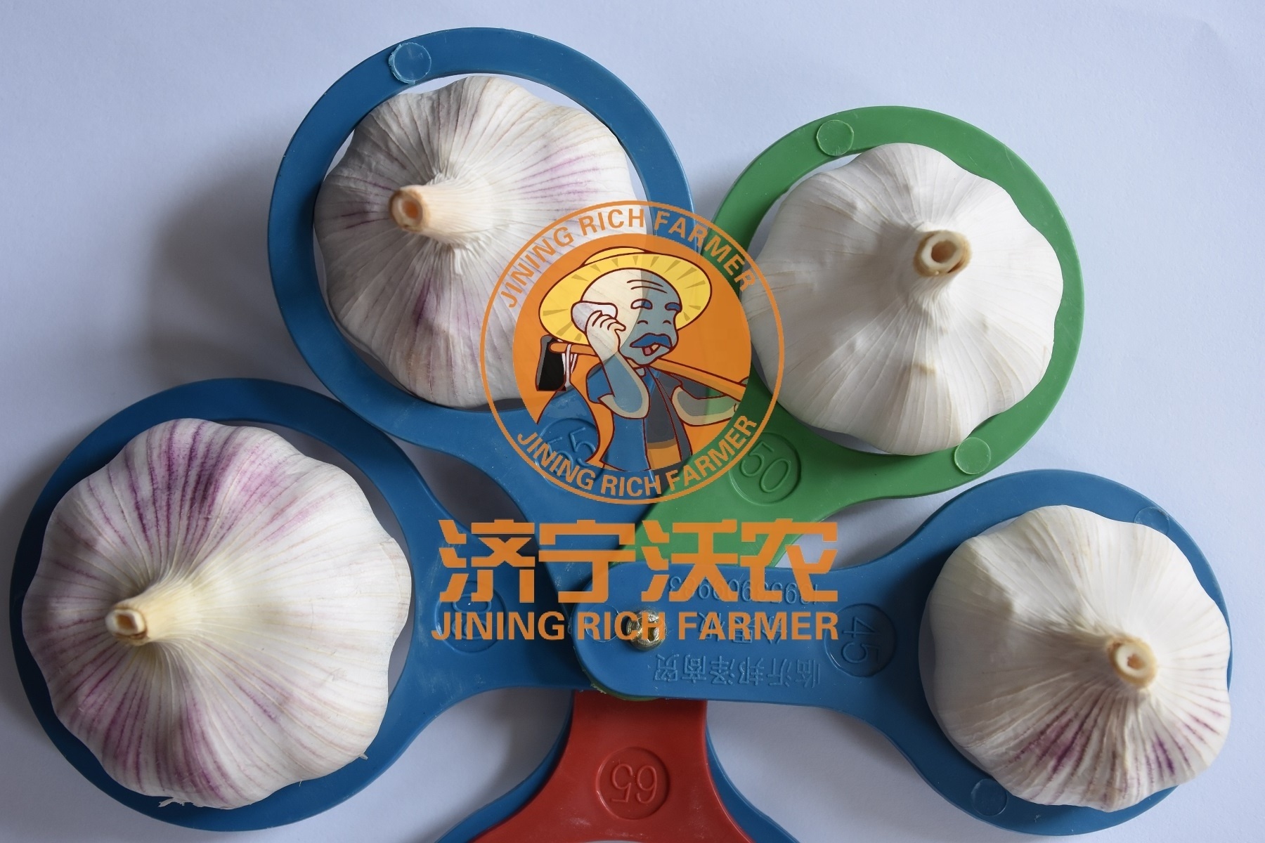 Garlic Price Normal White Ajo Garlic Alho Fresco Price From China