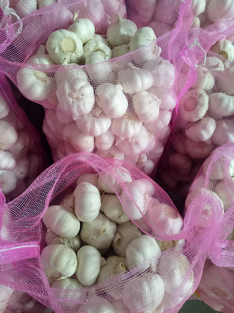 Fresh Garlic From China