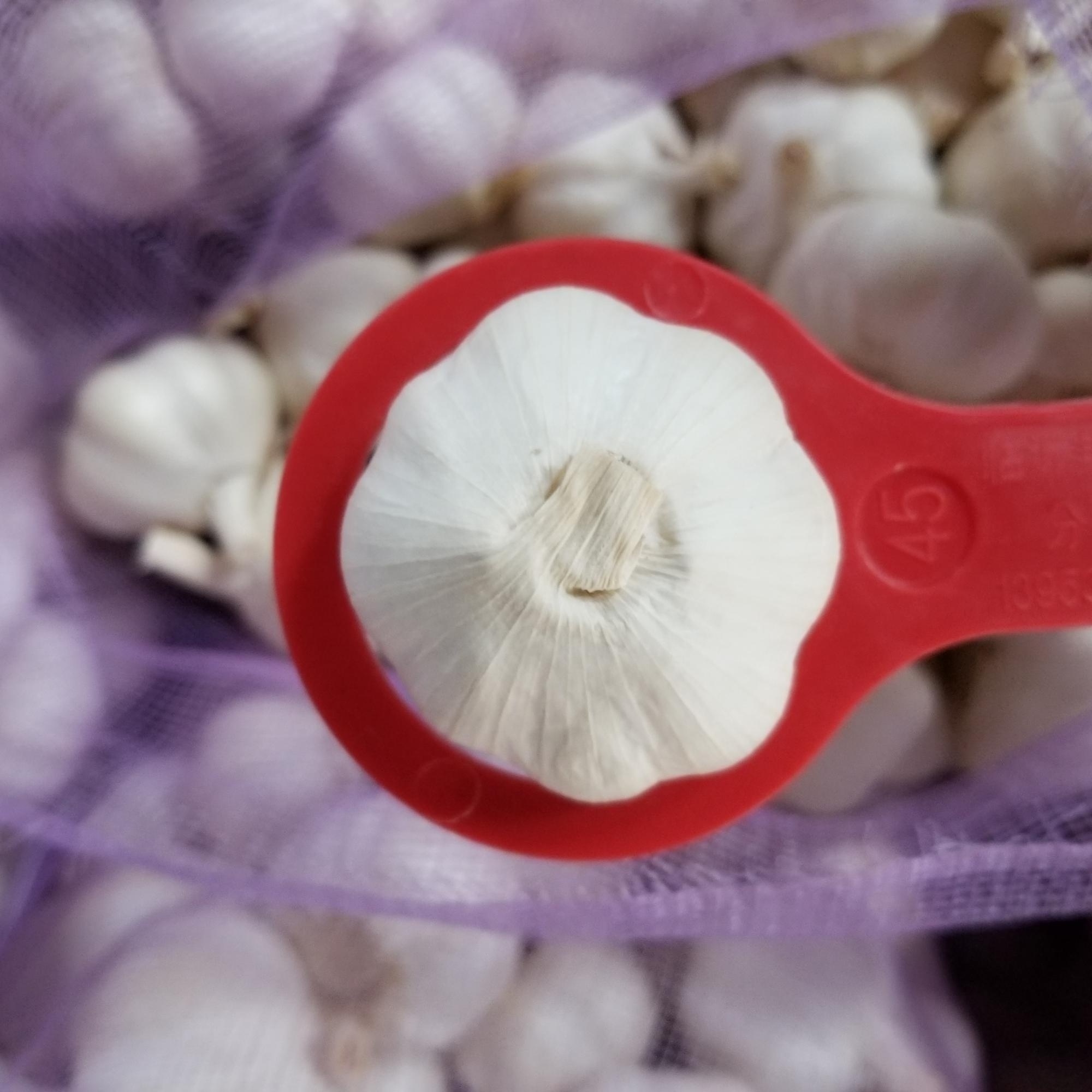 Fresh Garlic From China