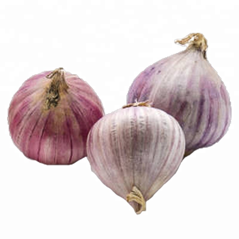 Chinese Organic Fresh Solo Garlic 3cm