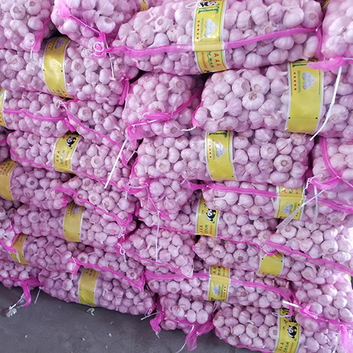 Wholesale price fresh garlic