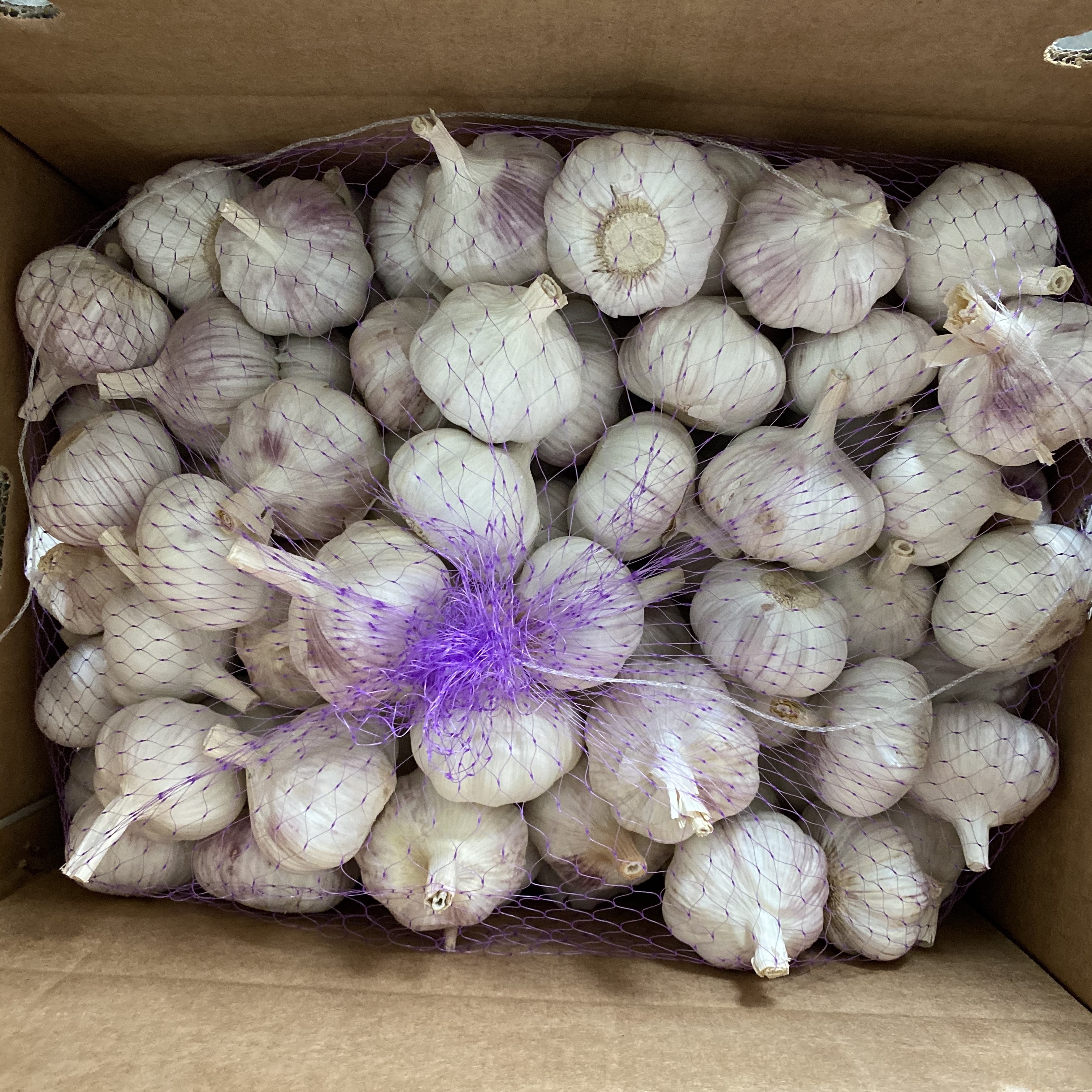 Garlic Price Normal White Ajo Garlic Alho Fresco Price From China