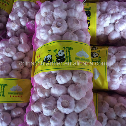 Garlic Price Normal White Ajo Garlic Price From China