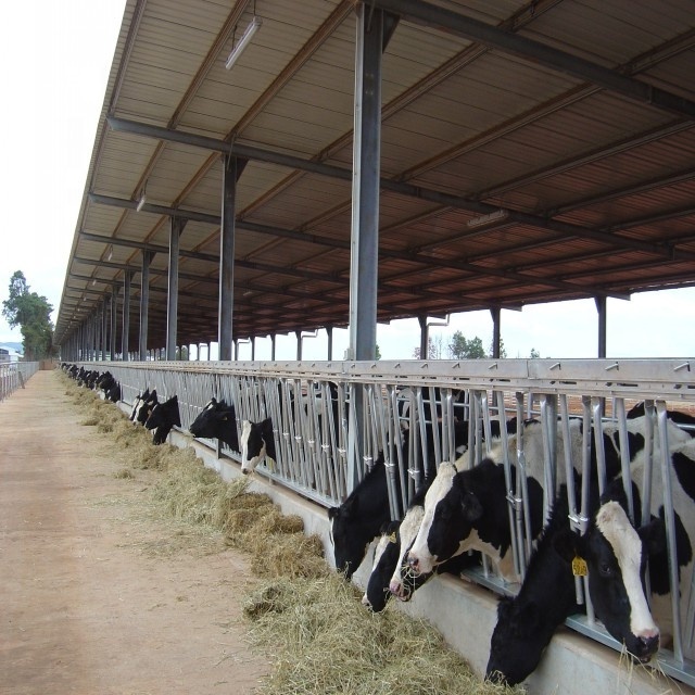 China Low Cost Prefabricated Metal Building Steel Structure Cow Shed Cow House Cattle Shed Sheep Shed Building