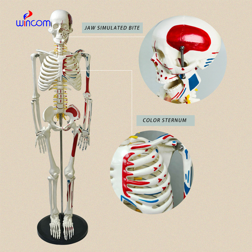 Teaching Model Medical 85CM 170CM Tall PVC Muscles and Ligaments Anatomy Model of the Human Skeleton