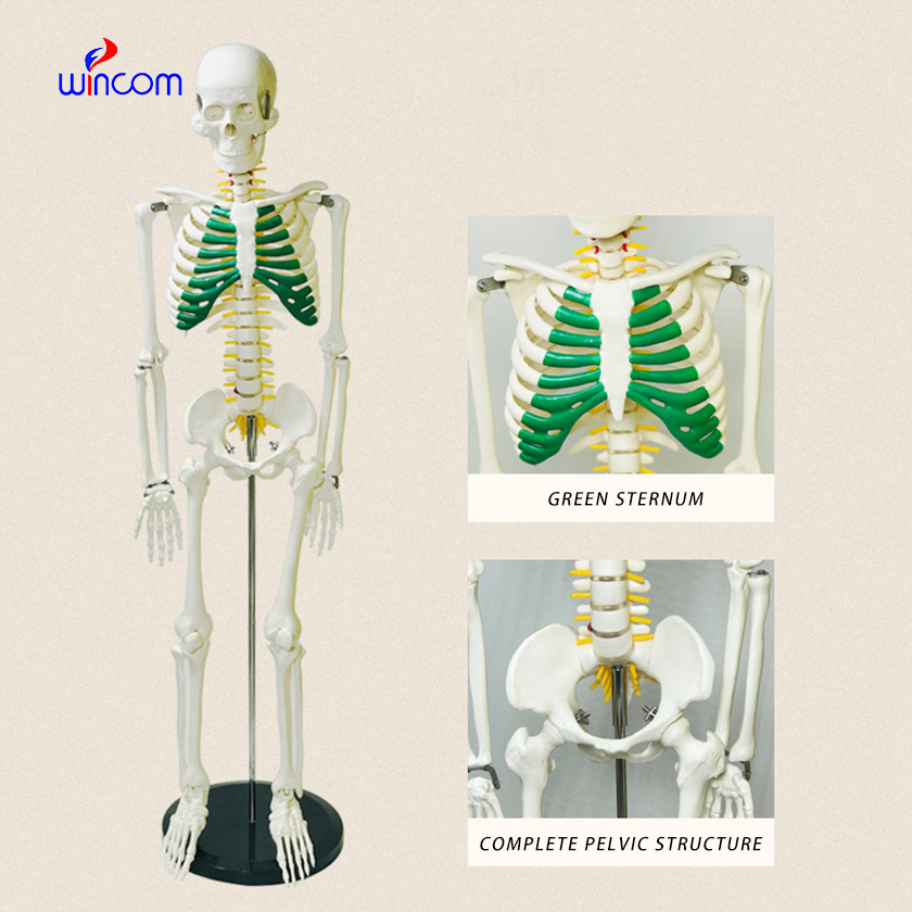 Teaching Model Medical 85CM 170CM Tall PVC Muscles and Ligaments Anatomy Model of the Human Skeleton