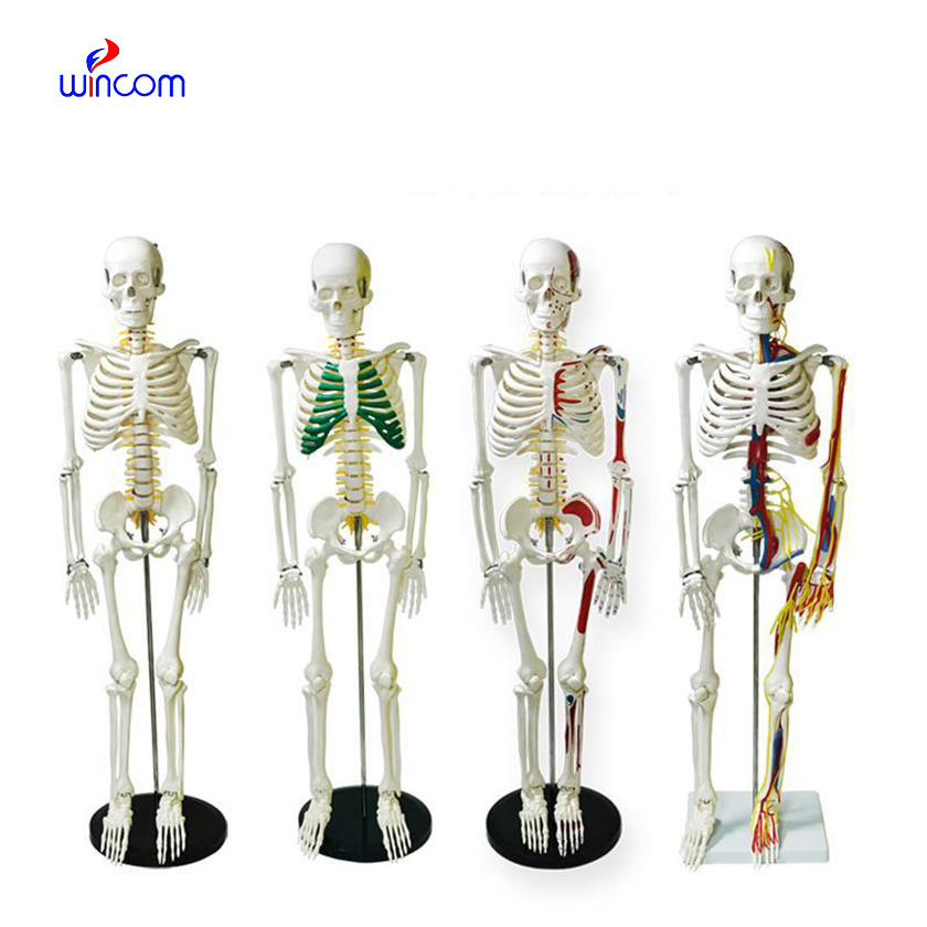 Teaching Model Medical 85CM 170CM Tall PVC Muscles and Ligaments Anatomy Model of the Human Skeleton