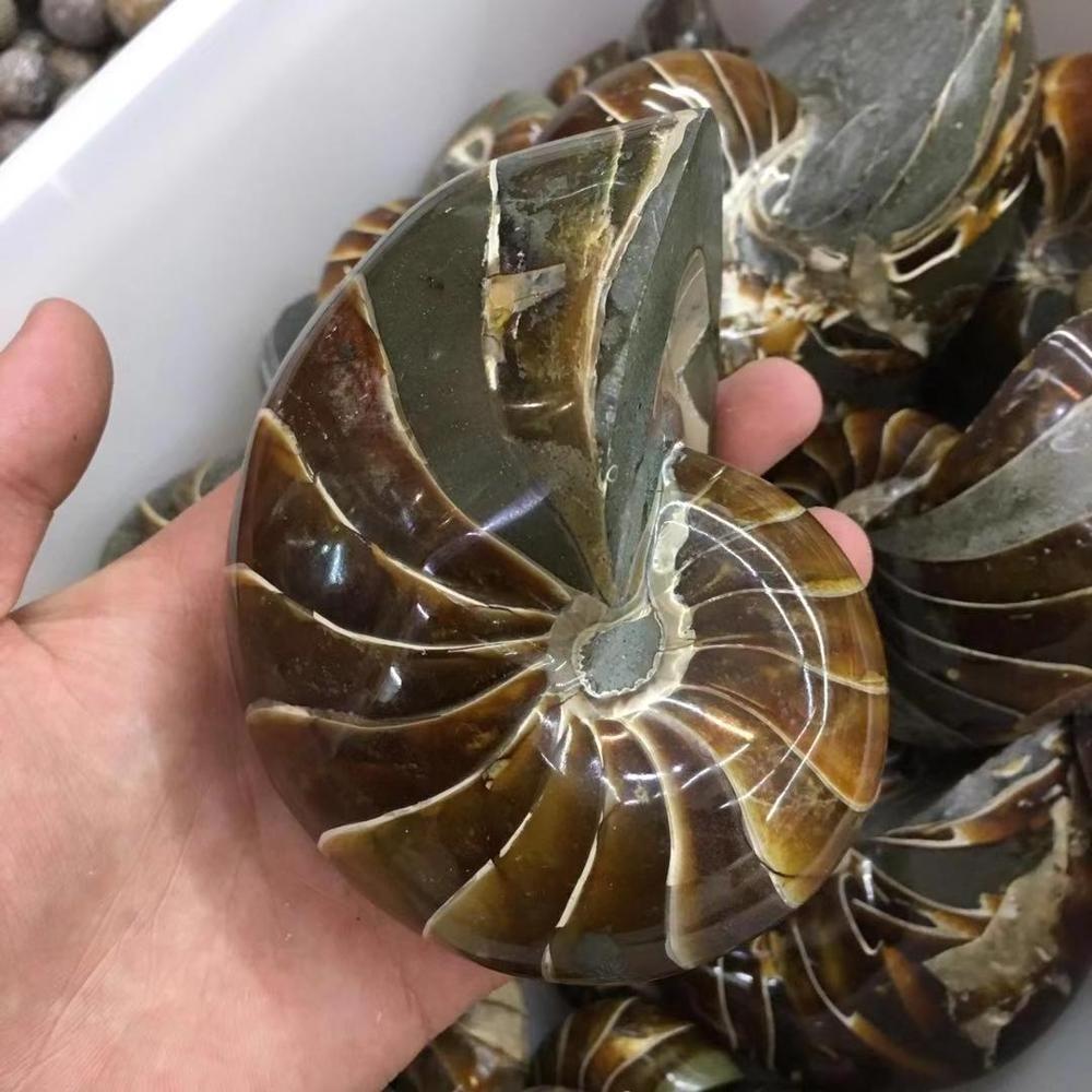 Natural Great Large Clean Mark Nautilus Fossil Conch Ammonite Fossil For Bring Positive Energy To People