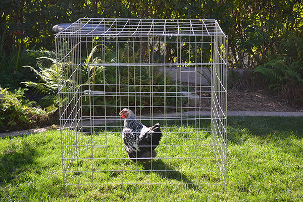 Chicken cage/gamefowl rooster show cage flying cage for chicken