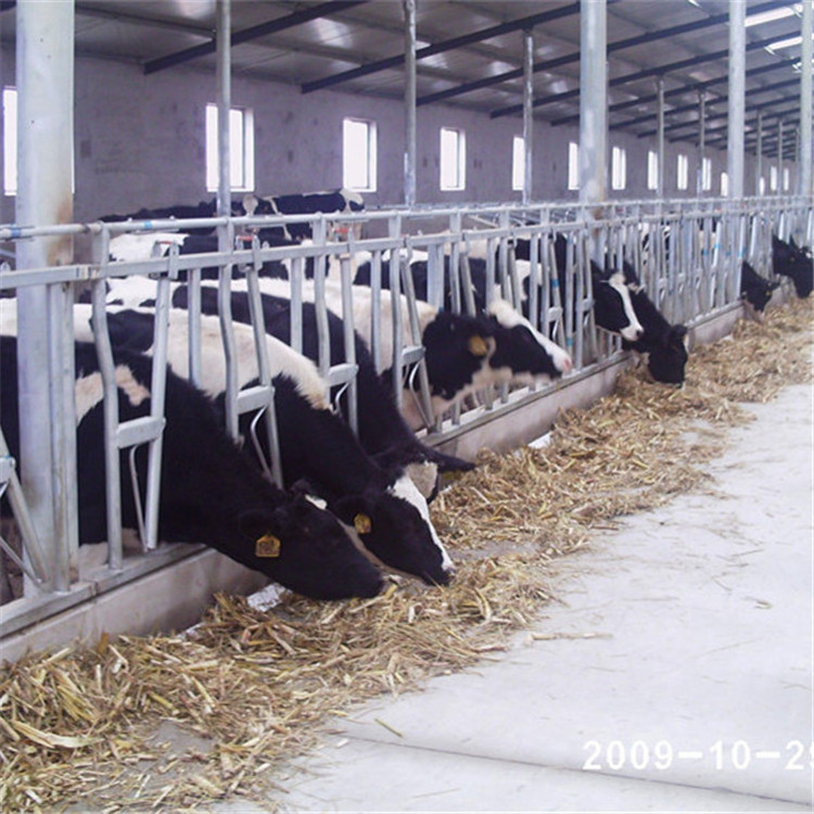 6 Meter Long of 8 Cow Head Lock Factory Price Good Quality Headlock for Cattle