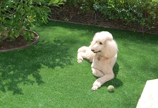 Chinese Dogs Pets Artificial Turf Grass Kids Friendly Home Garden Landscaping Artificial Grass