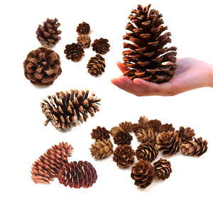 Natural Christmas Hanging Pinecones Factory Directly Tipped Cones Ornaments Pine Cones Pendant Decoration