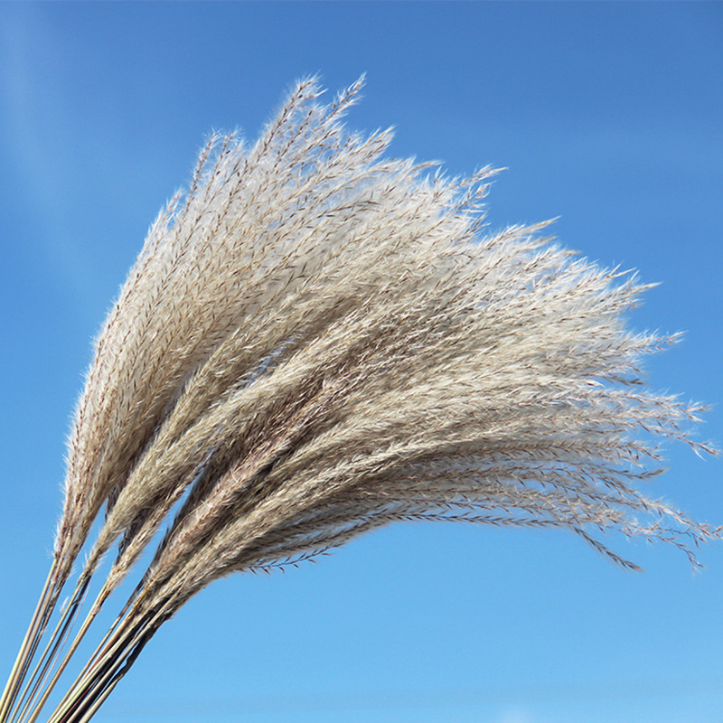 Factory Drectly Fluffy Pampas Grass Wedding Decor Flower Artificial Pampas White Dried Large Pampas Grass