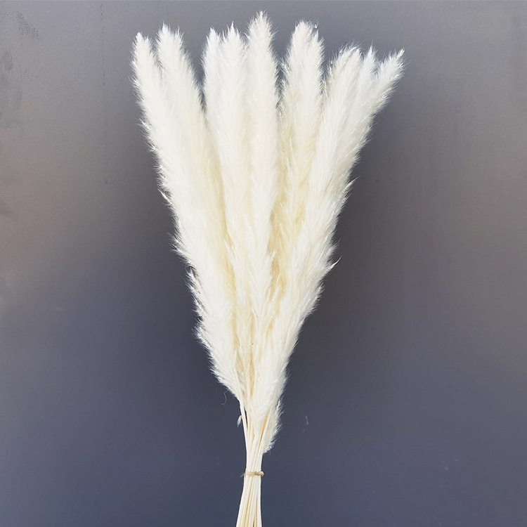 Factory Drectly Fluffy Pampas Grass Wedding Decor Flower Artificial Pampas White Dried Large Pampas Grass