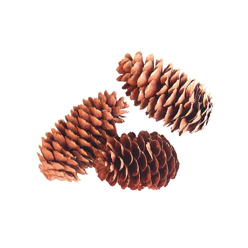 Natural Christmas Hanging Pinecones Factory Directly Tipped Cones Ornaments Pine Cones Pendant Decoration