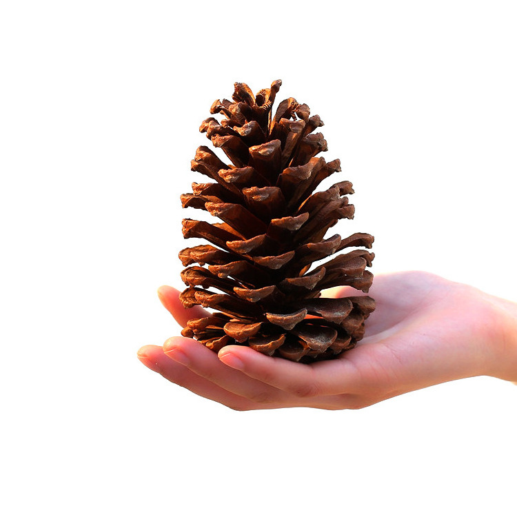 Natural Christmas Hanging Pinecones Factory Directly Tipped Cones Ornaments Pine Cones Pendant Decoration