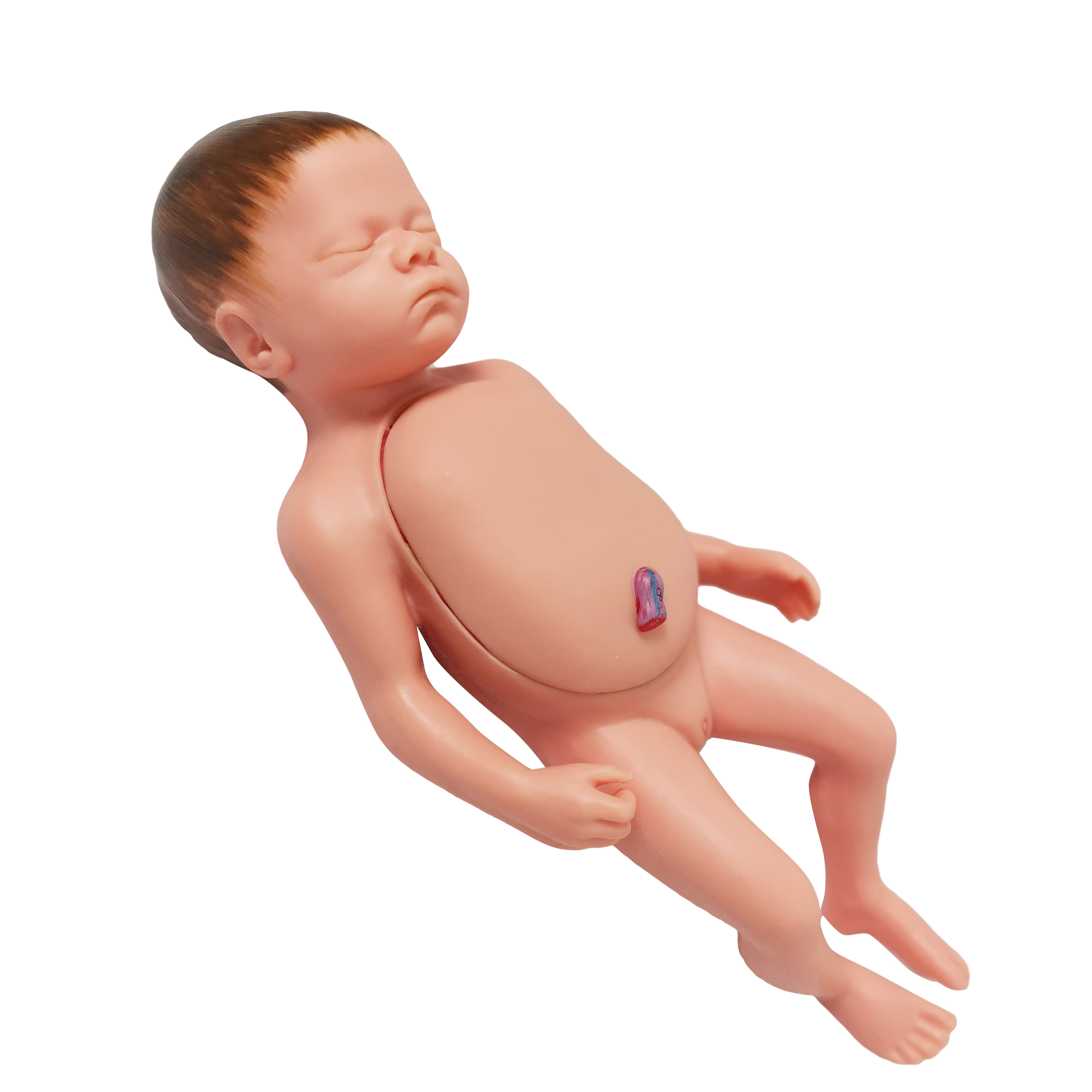 Nursing Skill Training Simulator Medical Teaching Dolls Silicone Newborn Baby Model With Internal Organs Umbilical Cord Placenta