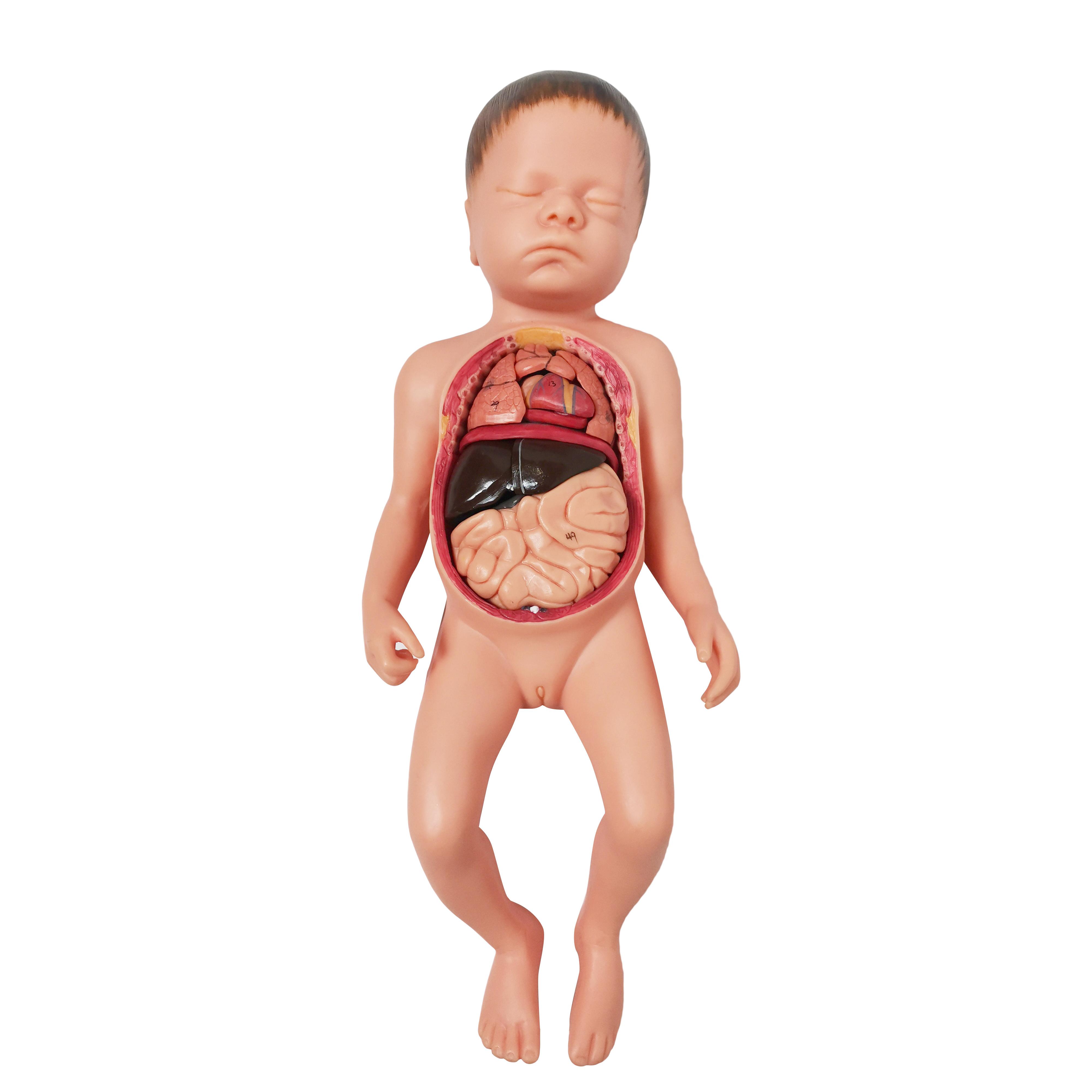 Nursing Skill Training Simulator Medical Teaching Dolls Silicone Newborn Baby Model With Internal Organs Umbilical Cord Placenta