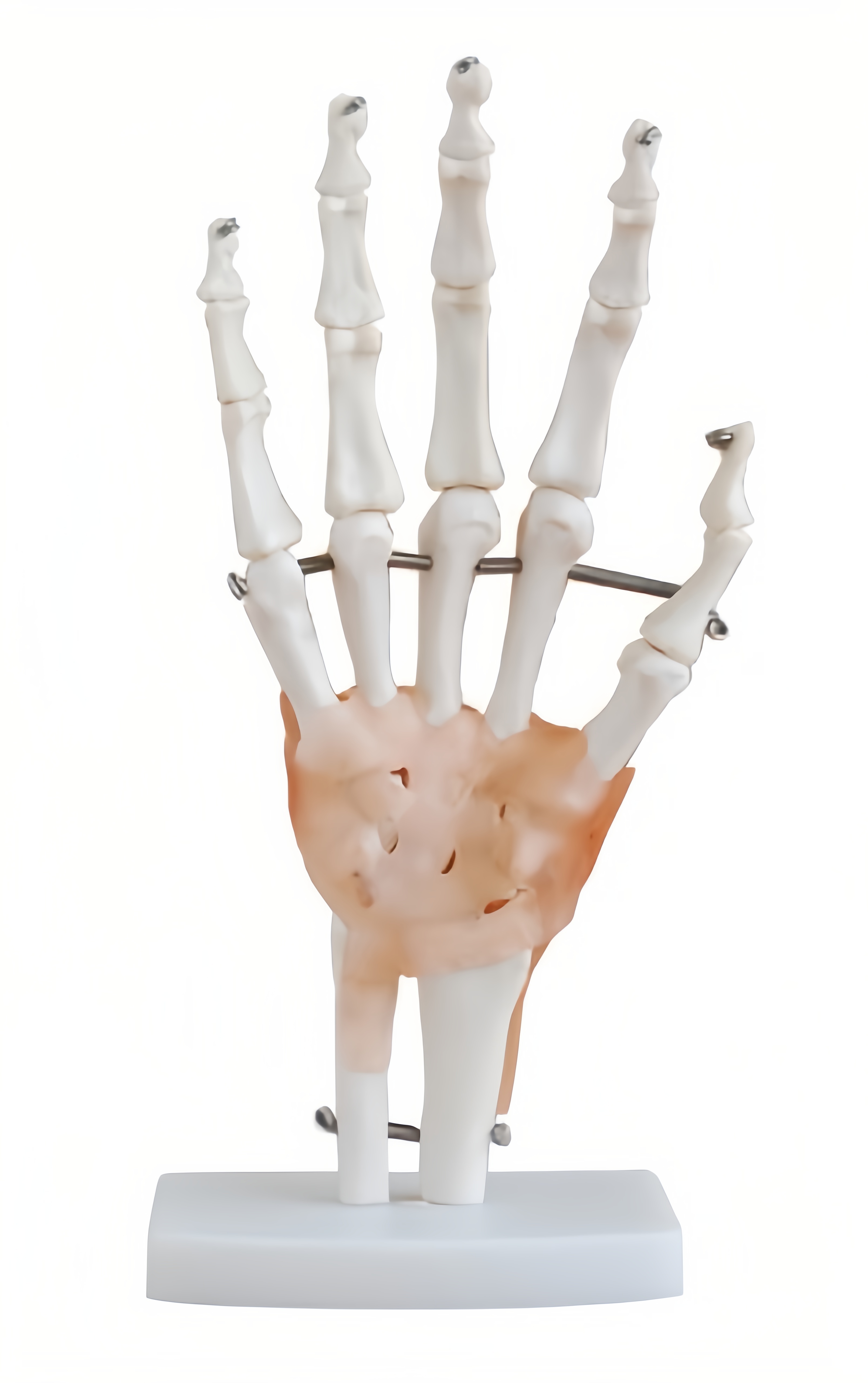 Medical Science Educational Human Life Size Skeleton Hand Joint With Ligaments Skeleton Anatomy Model For Demonstration Teaching