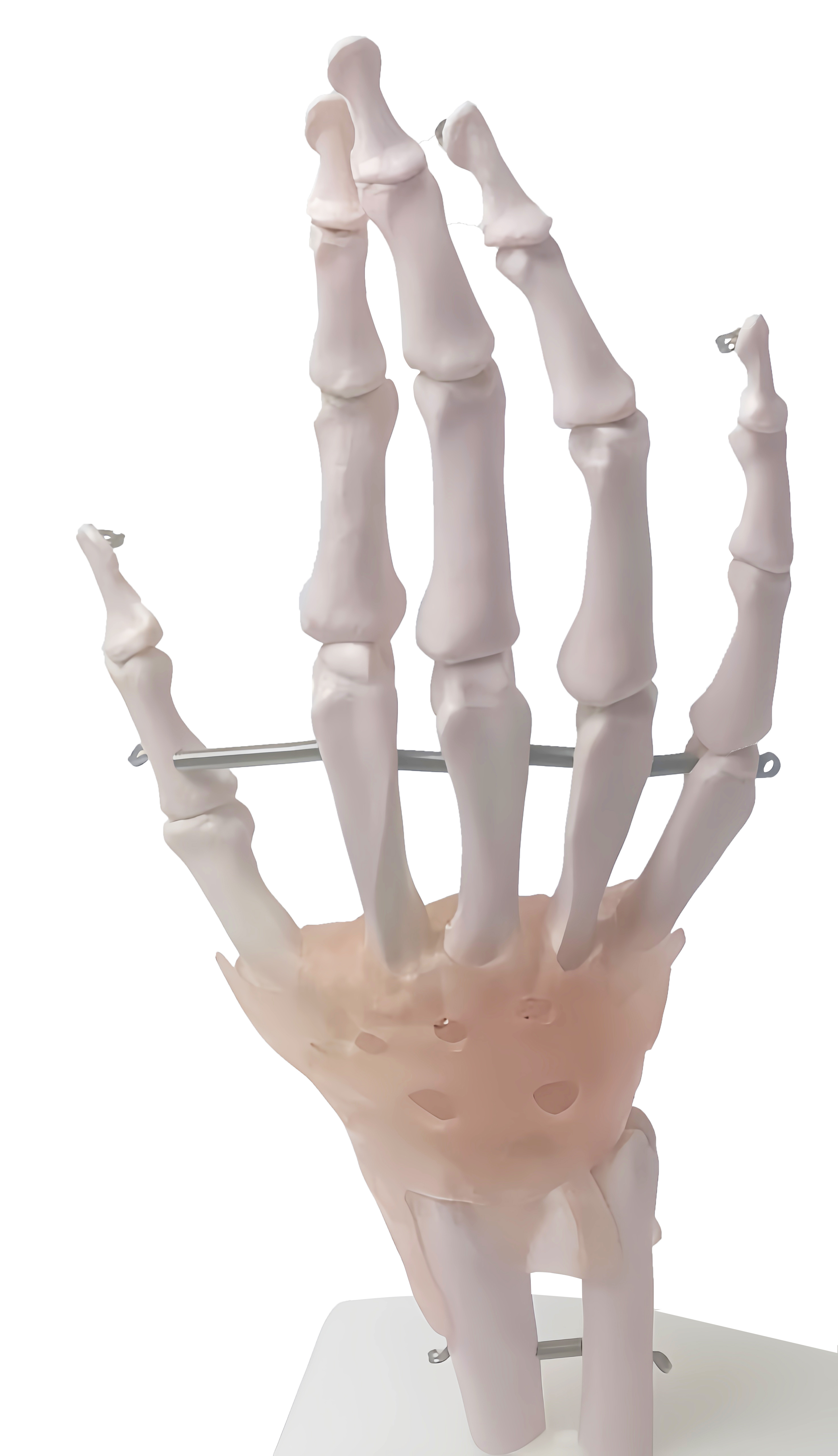 Medical Science Educational Human Life Size Skeleton Hand Joint With Ligaments Skeleton Anatomy Model For Demonstration Teaching