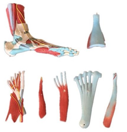 7 Parters Good Quality Medical Student School Teaching Human Structure Life Size Human Muscle Foot Model