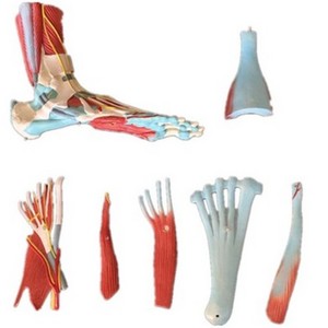 7 Parters Good Quality Medical Student School Teaching Human Structure Life Size Human Muscle Foot Model