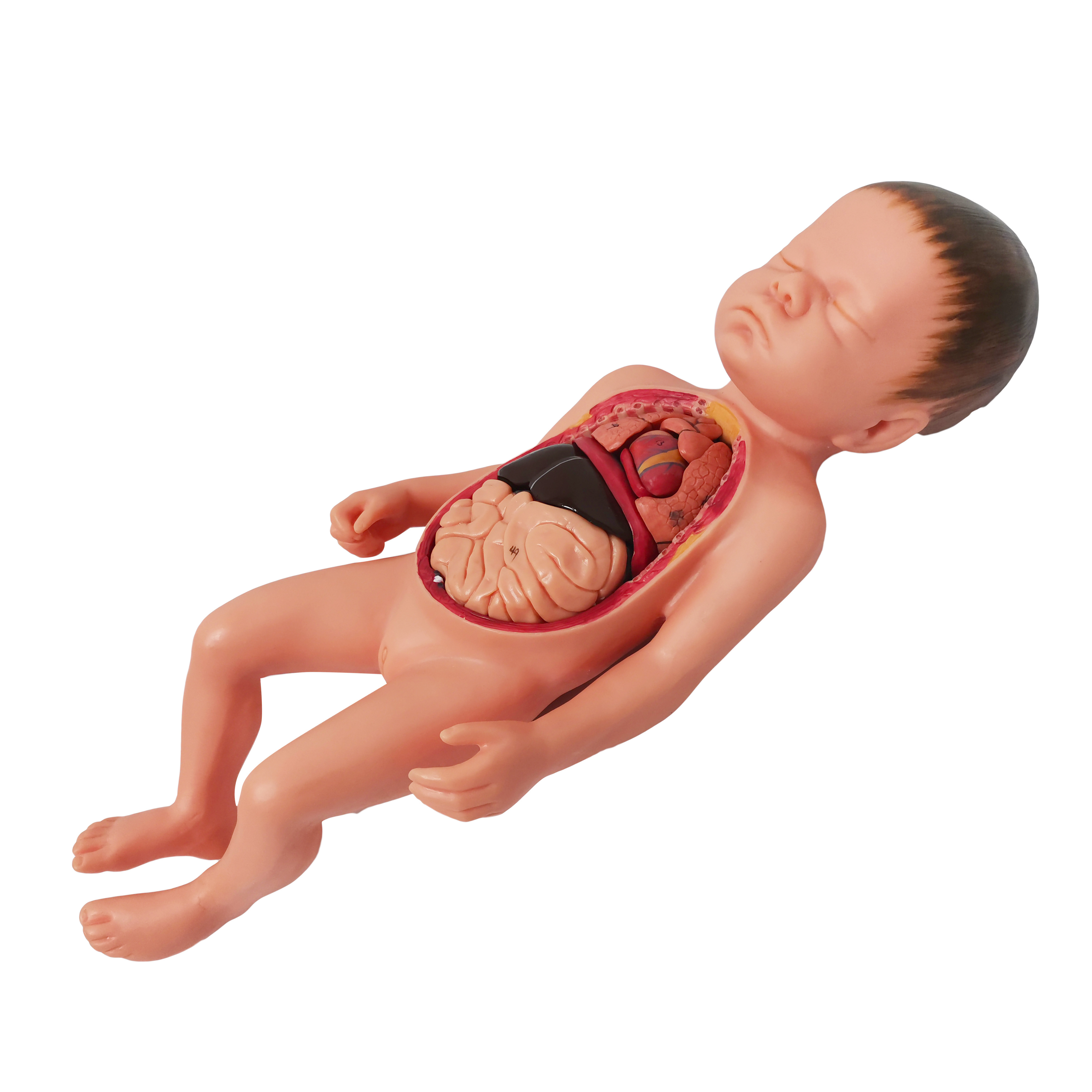 Nursing Skill Training Simulator Medical Teaching Dolls Silicone Newborn Baby Model With Internal Organs Umbilical Cord Placenta