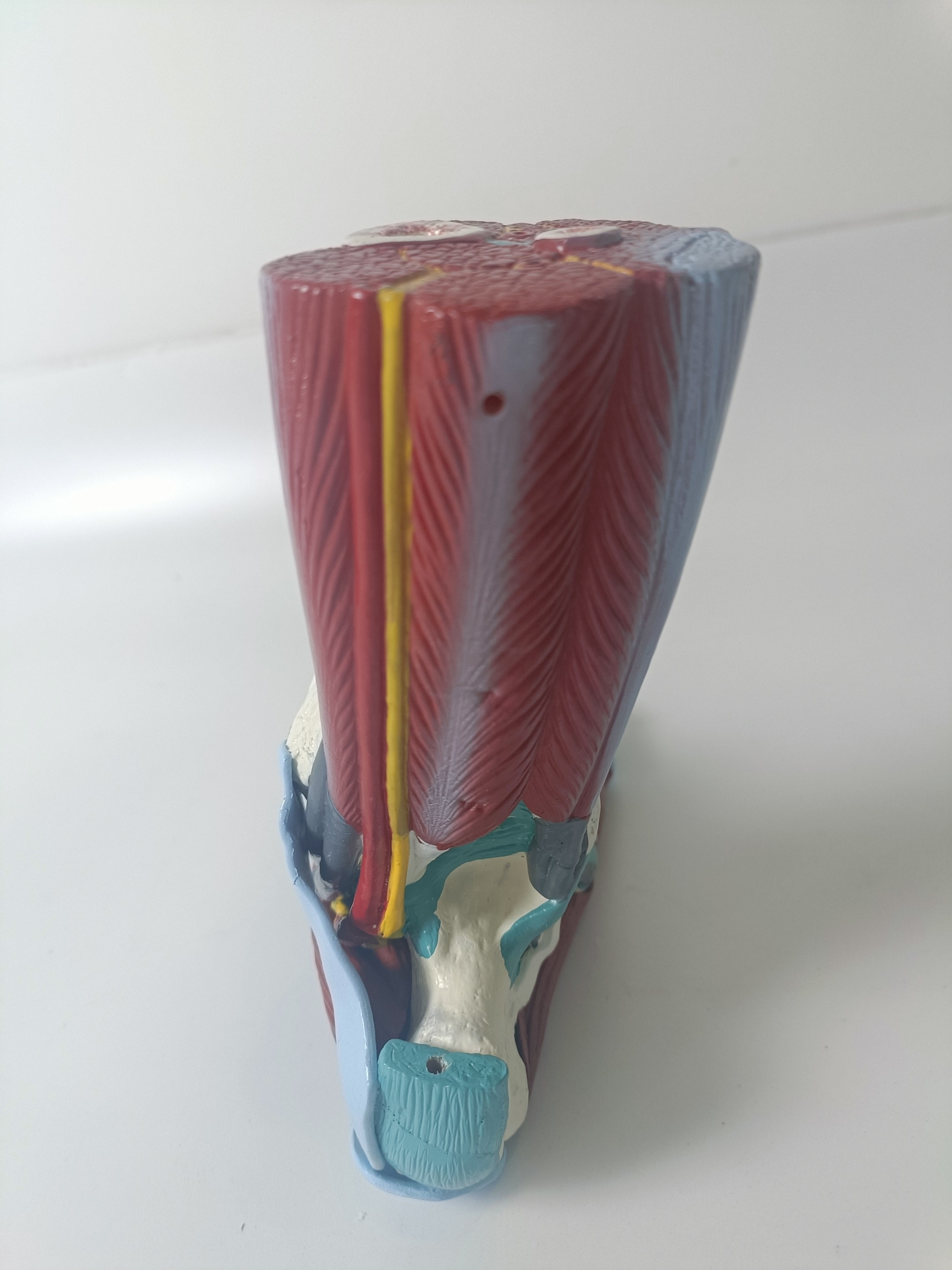 7 Parters Good Quality Medical Student School Teaching Human Structure Life Size Human Muscle Foot Model