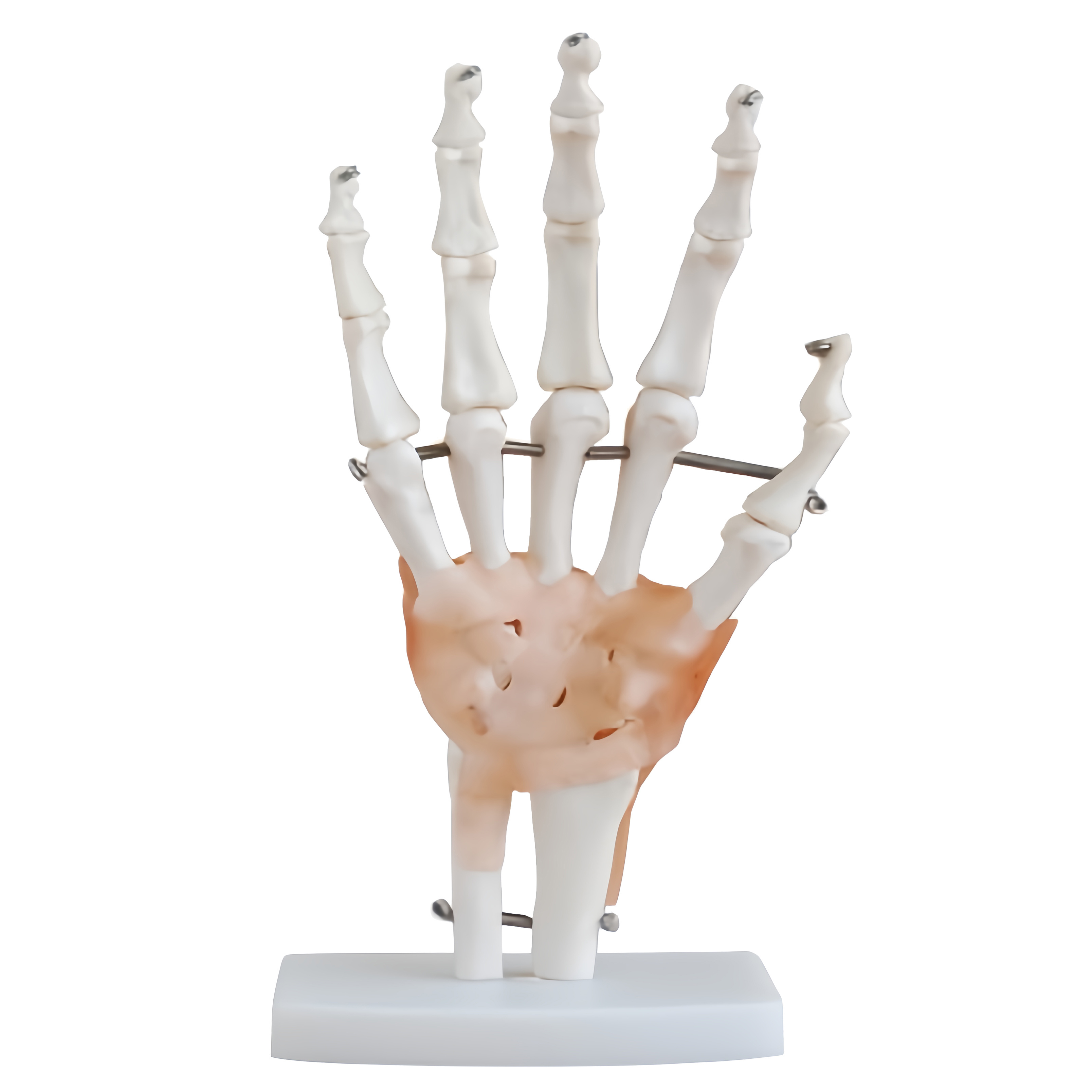 Medical Science Educational Human Life Size Skeleton Hand Joint With Ligaments Skeleton Anatomy Model For Demonstration Teaching