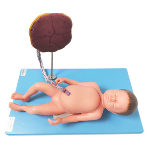 Nursing Skill Training Simulator Medical Teaching Dolls Silicone Newborn Baby Model With Internal Organs Umbilical Cord Placenta