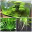 Aquarium Substrate for Live Plants & Planted Shrimp Fish Tank Amazon Soil