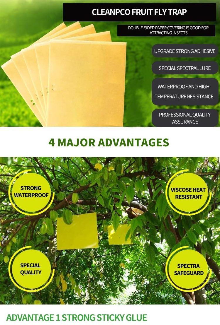 Best Sell Eco-friendly Long Lasting Melon Fly Traps, Fruit Fly Killer Insect Trap, Flies Pheromone Trap