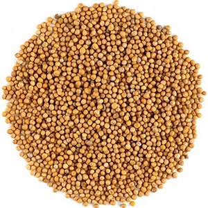 China spices&seasonings hot sale good quality natural special flavor mustard seeds