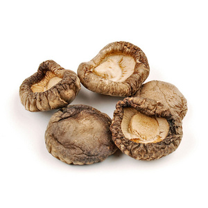 Air dried shiitake mushroom spawn oak mushroom